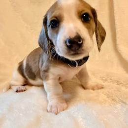 Jerry - Dapple male Dachshund puppy in Williamson, New York from Maisy & Meg