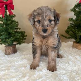 Captain Hook - Sable merle male Bordoodle puppy in Valley Center, California from Circle R Valley Bordoodls