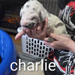 Charlie - Blue and white male Great Dane puppy in Rockford, Michigan from Apollo's Great Danes (AGD's)