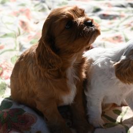 Cavalier King Charles Spaniel Puppies from Critter's Cottage Cavaliers