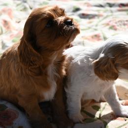 Cavalier King Charles Spaniel Puppies from Critter's Cottage Cavaliers