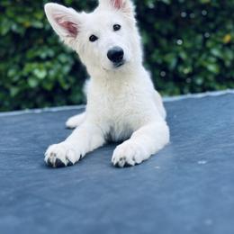 Berger Blanc Suisse Puppies from Moonlight Berger Blanc Suisses
