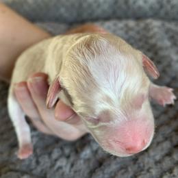 Boy 1 - Cream male Poodle puppy in Haddam, Kansas from Golden B Acres