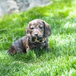 Hildegard - Dachshund puppy from Rockindachs