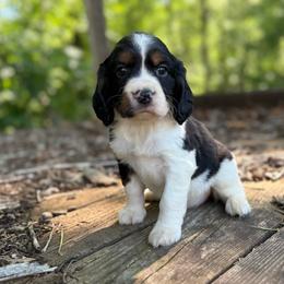 Layla - Black white and tan female English Springer Spaniel puppy in Comer, Georgia from Stratton Spaniels