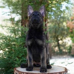 Moxie - Sable female German Shepherd puppy in Coarsegold, California from Yosemite Shepherds