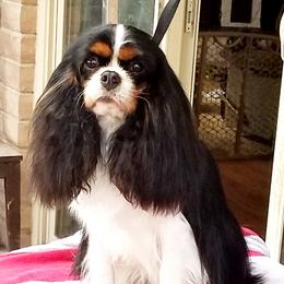 Nova - Cavalier King Charles Spaniel