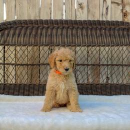 Bernedoodle and Goldendoodle Puppies from Delta Doodles and Poodles