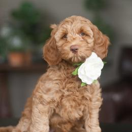 Australian Labradoodle Puppies from Hunterberry Hill Labradoodles