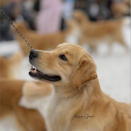 Summer - Golden Retriever