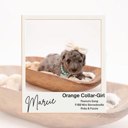 Orange Collar - Marcie - Chocolate merle female Bernedoodle puppy in Lexington, North Carolina from Deborah’s Doodles