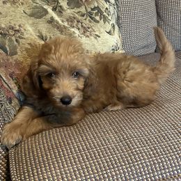 Dolly - Apricot female Goldendoodle puppy in Centralia, Missouri from Oodles Of Doodles Mo.