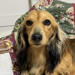 Maverick - Dachshund