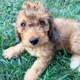 Apple with training - Sable female Cockapoo puppy in Boonville, North Carolina from Doods & Dolls