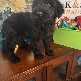 Male 1 - Black male Giant Schnauzer puppy in Pearland, Texas from K & S Schnauzers