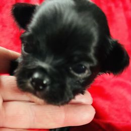 Bear - Black and white female Chihuahua puppy in Framingham, Massachusetts from Boston Chi Chis