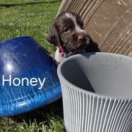 Girl 1 - female Wirehaired Pointing Griffon puppy in Hawarden, Iowa from Sunday Best Griffons