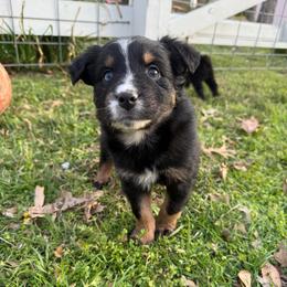 Boy 3 - male Miniature Australian Shepherd puppy in Waxahachie, Texas from Forever Holmes Aussies