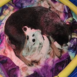 Female 2 (names pending) - Blue female Australian Cattle Dog puppy in Colbert, Oklahoma from LoveAHeeler