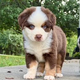 Athena - Red tri female Miniature Australian Shepherd puppy in Sandy Hook, Kentucky from RidgeTop Aussies