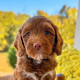 Bones - Red  male Goldendoodle puppy in Cannon County, Tennessee from Hilltop Doodles and Poodles