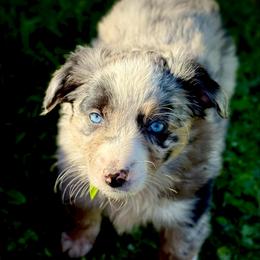 Saber - Blue merle female Border Collie puppy in North Lakeport, California from Wild Rose Ranch