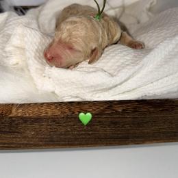 Leif - Cream male Poodle puppy in Detroit Lakes, Minnesota from Pickerel Pups