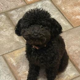 Maya - Black female Poodle puppy in Chattanooga, Tennessee from Ross Vegas Kennels