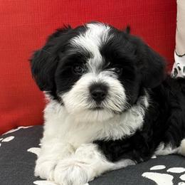 Cupcake - Black and white female Havanese puppy in Wappapello, Missouri from Titanium Havanese LLC
