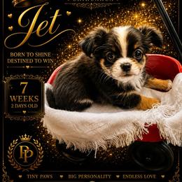 AKC Jet - Merle male Chihuahua puppy in Columbus, Nebraska from Prancy Pawz