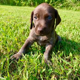 Chandler - Liver roan male German Shorthaired Pointer puppy in Spring Valley, Wisconsin from Filipiak Breeders