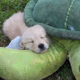 Golden Retriever puppies from Moe's Goldens and HavAntics