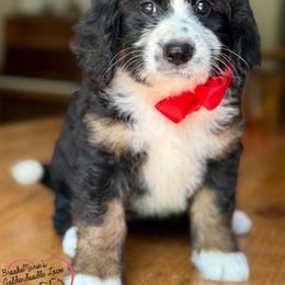 Bernedoodle and Goldendoodle Puppies from BrookeMarie’s Goldendoodle Love