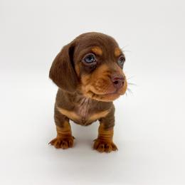 Valentine - Chocolate and tan male Dachshund puppy in Waddell, Arizona from Neu Doxies