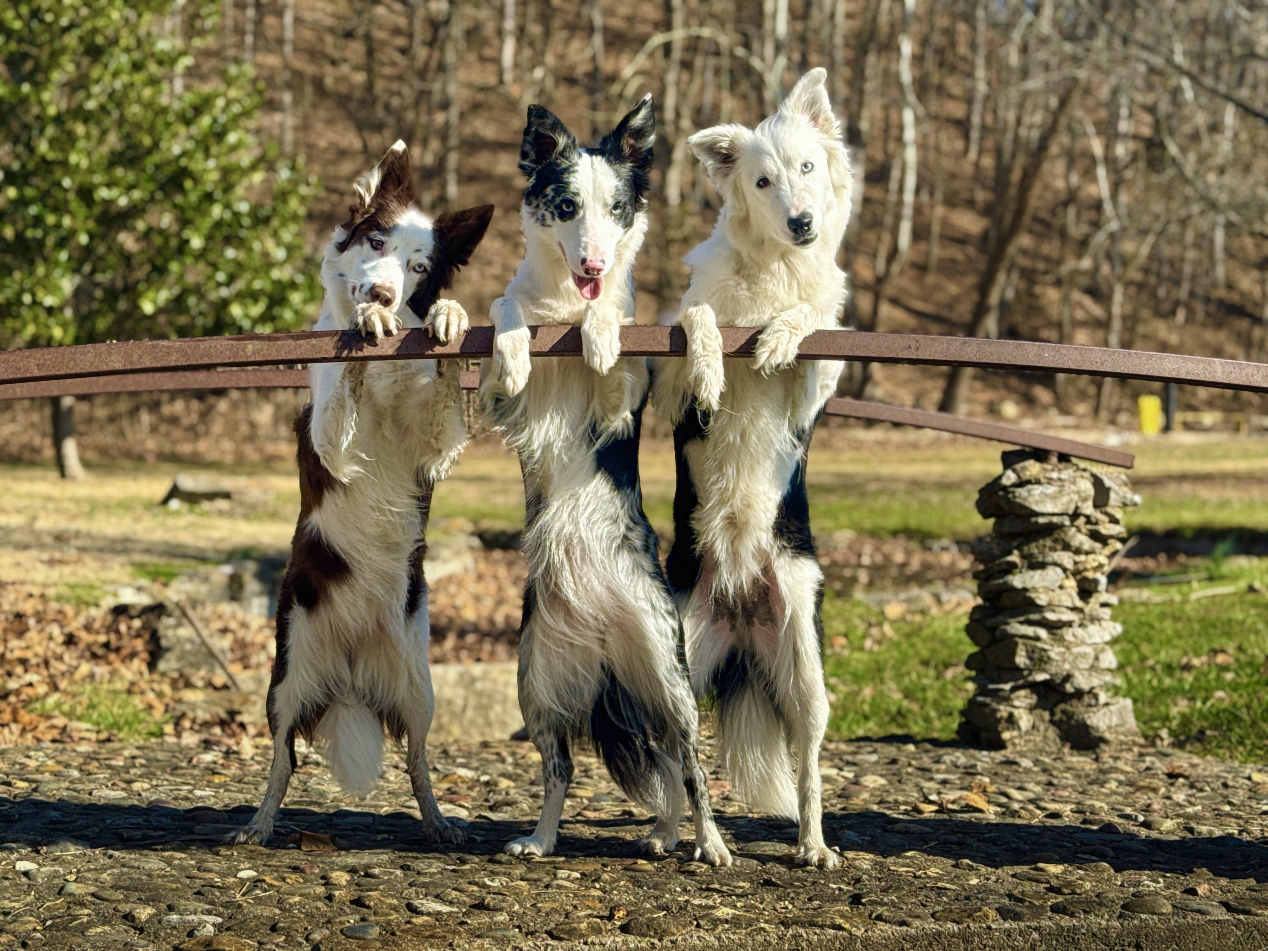 Kesher Border Collies in Missouri | Border Collie puppies | Good Dog