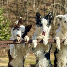 Border Collies from Wisdom and Healing Border Collies