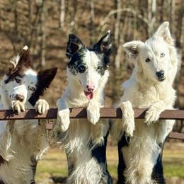 Border Collies from Wisdom and Healing Border Collies