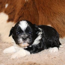 Black and white girl 2 - Black and white female Shihpoo puppy in Newark, Ohio from Gemini Kennels
