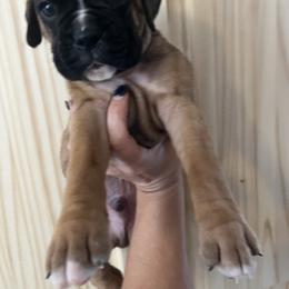 Boy 2 - Fawn male Boxer puppy in Staatsburg, New York from Rumors of Luv Boxers