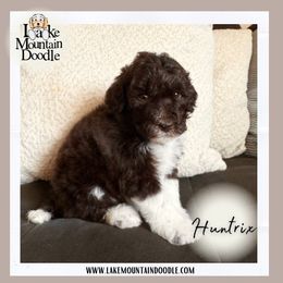 Huntrix - Chocolate female Double Doodle puppy in Eagle Mountain, Utah from Lake Mountain Doodle