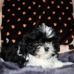 Black and white girl 1 - Black and white female Shihpoo puppy in Newark, Ohio from Gemini Kennels