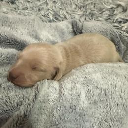 Harrison - Cream male Dachshund puppy in Palo Cedro, California from RK Doxies
