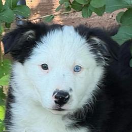 Sua - Black and white female Border Collie puppy in Mckinney, Texas from Border Collies of Ruidoso