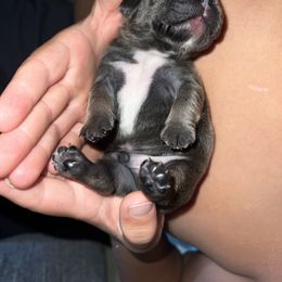 French Bulldog Puppies from Ayala’s