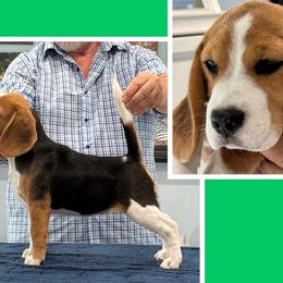 Beagle puppies from Everwind Beagles