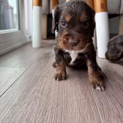 Tri - Liver white and tan female English Cocker Spaniel puppy in Sugarcreek, Ohio from 1611 Sport Dogs