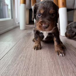 Tri - Liver white and tan female English Cocker Spaniel puppy in Sugarcreek, Ohio from 1611 Sport Dogs