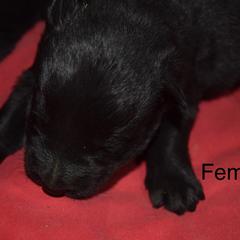 German Shepherd Puppies from Kraften K9