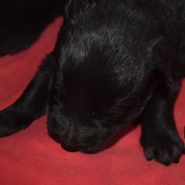 German Shepherd Puppies from Kraften K9