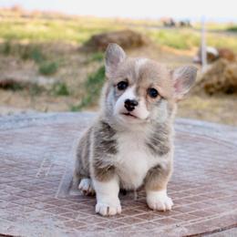 Sugar - Red female Pembroke Welsh Corgi puppy in Stockton, Utah from BW Corgis